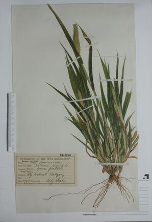 Setaria viridis (Green Foxtail): Green Foxtail