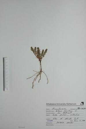   Glaux maritima (Sea Milkwort)   
