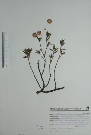   Kalmia polifolia (Bog Laurel)   