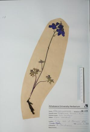 Delphinum bicolor (Low larkspur): Low larkspur