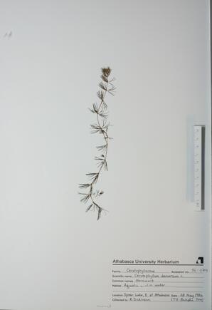 Ceratophyllum demersum (Hornwort): Hornwort