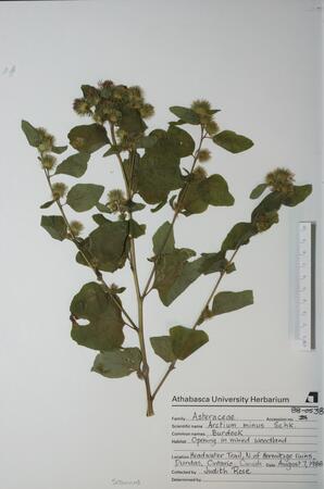 Arctium minus (Common Burdock): Common Burdock