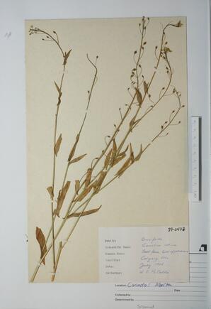 camelina sativa (Ball flax): Ball flax