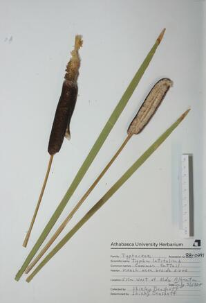   Typha latifolia (Cattail)   
