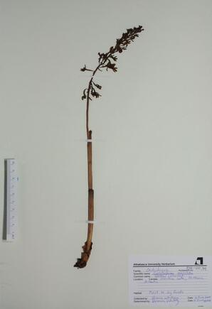 Corallorhiza maculata (Spotted Coral Root): Spotted Coral Root