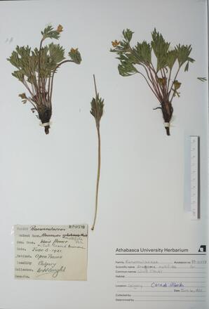 Anemone multifida (Cut-leaf Anemone): Cut-leaf Anemone