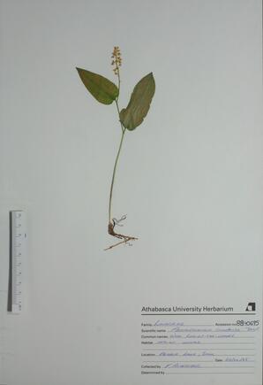Maianthemum canadense (Wild Lily of the Valley): Wild Lily of the Valley