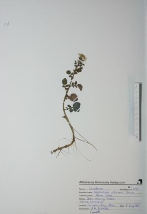 Nasturtium officinale (Water Cress): Water Cress