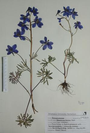   Delphinum bicolor (Low Larkspur)   