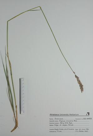 Elymus innovatus (Hairy Wild Rye): Hairy Wild Rye