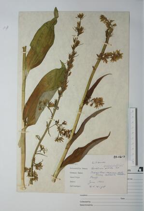 Veratrum eschscholtzii (False Hellebore)  