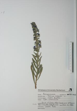  Echium vulgare  (Viper's Bugloss)  