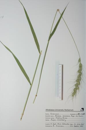 Bromus anomalus (Nodding Brome ): Nodding Brome