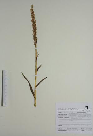 Platanthera dilatata (Tall white orchid): Tall white orchid