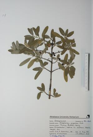 Shepherdia argentea (Thorny Buffalo-berry): Thorny Buffalo-berry