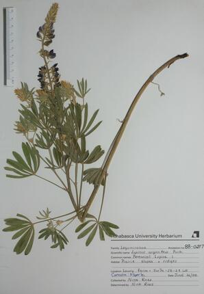   Lupinus argenteus (Perennial Lupine)   