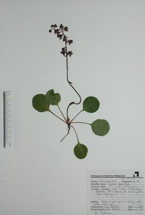 Pyrola asarifolia (Com.Pink Wintergreen): Com.Pink Wintergreen