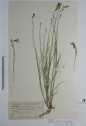  Campanula aparinoides (Marsh bellflower)  
