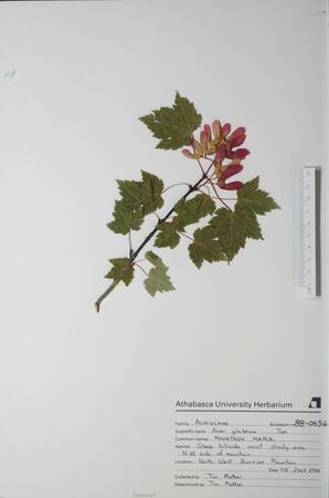 Acer glabrum (Mountain Maple): Mountain Maple