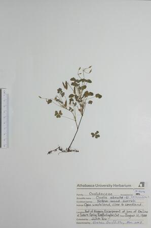   Oxalis corniculata (Creeping Woodsorrel)   