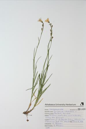 Campanula rotundifolia (Bluebell, Harebel): Bluebell, Harebel