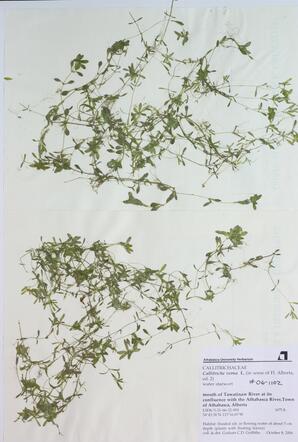 Callitriche verna (Water Starwort): Water Starwort