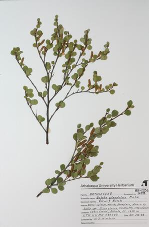   Betula glandulosa  (Dwarf Birch)   