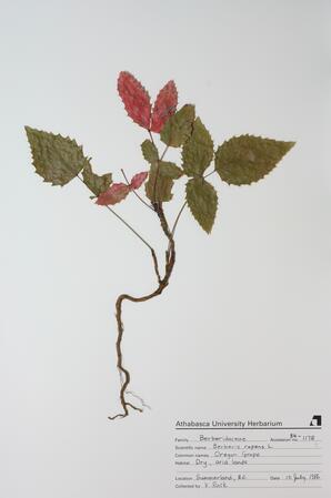 Berberis repens (Oregon Grape): Oregon Grape