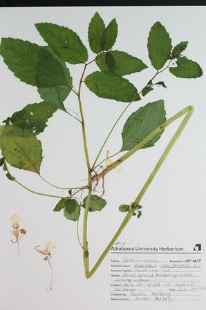 Impatiens noli-tangere (Touch-me-not (jewelweed)): Touch-me-not (jewelweed)
