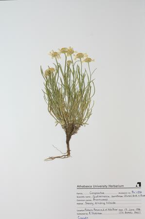 Gutierrezia sarothrae (Broomweed): Broomweed