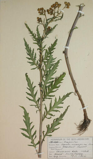 Senecio eremophilus (Cut-leaved Ragwort): Cut-leaved Ragwort
