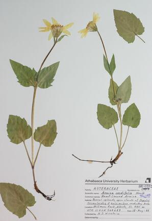   Arnica  cordifolia  (Heart-leaf Arnica)   