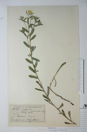 Chrysopsis hirsutissima (Golden Aster): Golden Aster