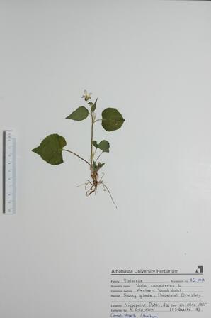 Viola canadensis (Western Wood Violet): Western Wood Violet