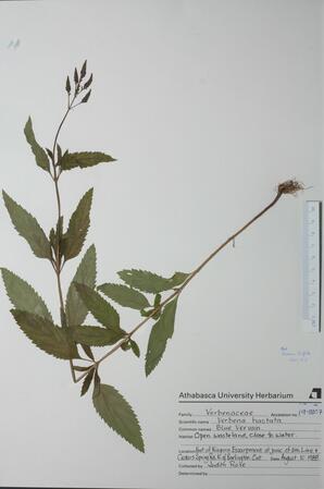   Verbena hastata (Blue Vervain)   