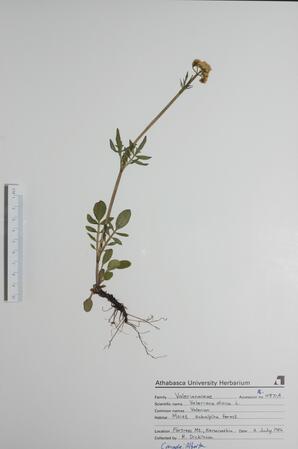  Valeriana dioica (Valerian)  