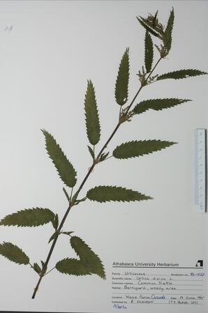  Urtica dioica (Common Nettle)  