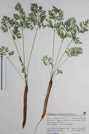  Daucus carota  (Carrot)  