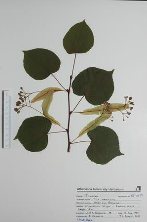 Tilia americana (American Basswood): American Basswood