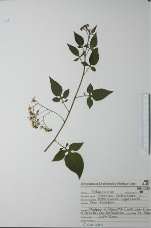  Solanum dulcamara (Tomato)  