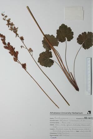 Heuchera richardsonii (Alum-root): Alum-root