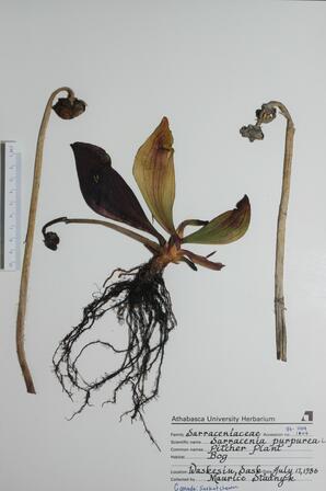   Sarracenia purpurea (Pitcher Plant)   