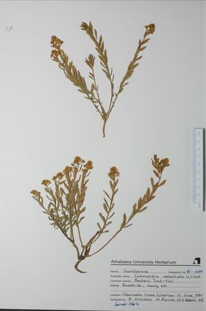 Commandra umbellata (Bastard Toad-flax): Bastard Toad-flax