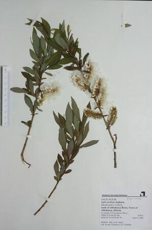  Salix prolixa (Mackenzie's willow)  