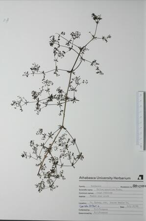   Galium asprellum (Rough Bedstraw)   