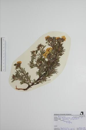 Potentilla fruticosa (Shrubby Cinquefoil): Shrubby Cinquefoil