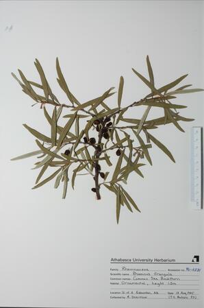 Ryamnus frangula (Common Sea Buckthorn): Common Sea Buckthorn