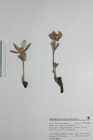 Anemone patens (Pasque Flower): Pasque Flower
