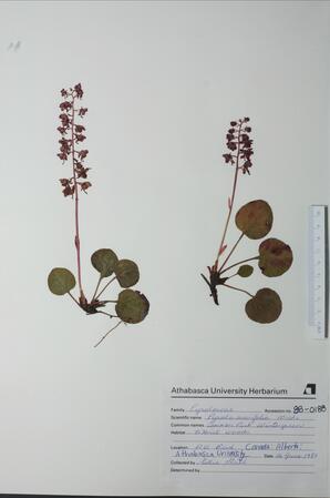  Pyrola asarifolia  (Com.Pink Wintergreen)  