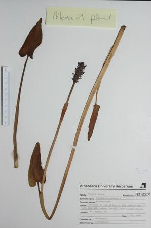   Pontederia cordata (Pickerelweed)   